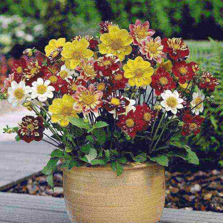 the best varieties of dahlias for cutting