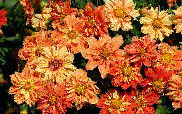 the best varieties of dahlias for cutting