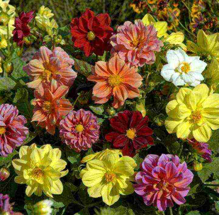 dahlias ที่ดีที่สุดสำหรับการตัด