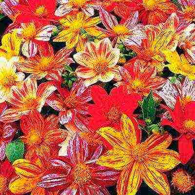 the best varieties of dahlias for cutting