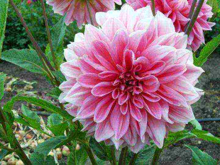 dahlias ที่ดีที่สุดสำหรับการตัด