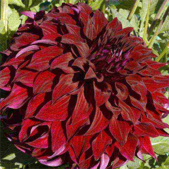 the best varieties of dahlias for cutting