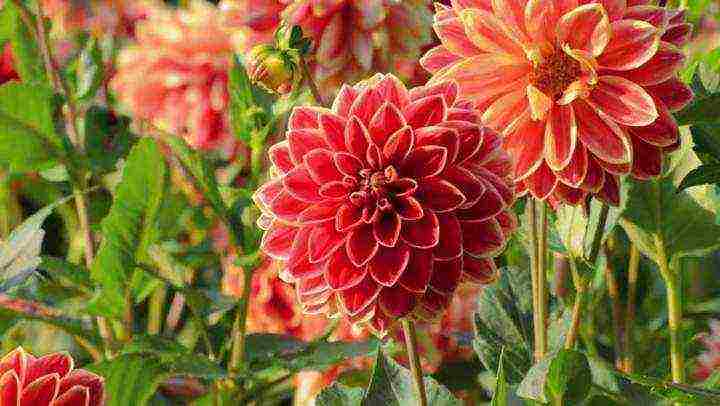 ang pinakamahusay na mga pagkakaiba-iba ng dahlias para sa paggupit