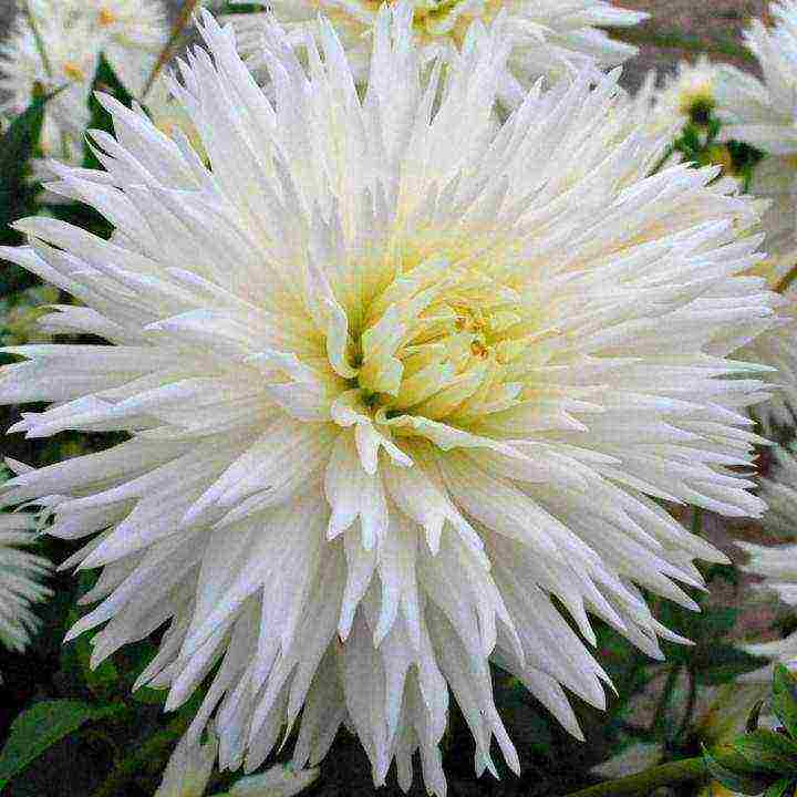 the best varieties of dahlias for cutting