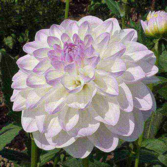 dahlias พันธุ์ที่ดีที่สุดสำหรับการตัด