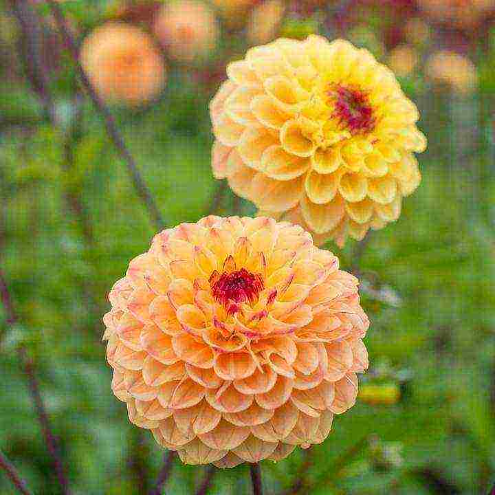 dahlias พันธุ์ที่ดีที่สุดสำหรับการตัด