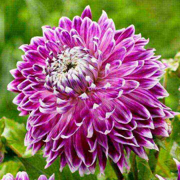 the best varieties of dahlias for cutting