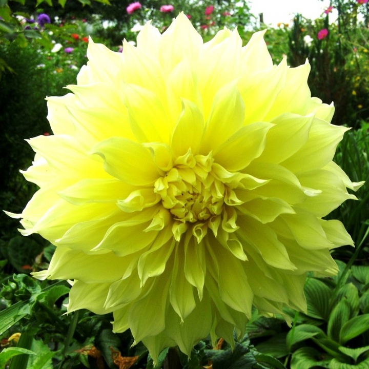 the best varieties of dahlias for cutting