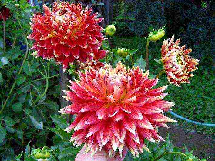 dahlias ที่ดีที่สุดสำหรับการตัด