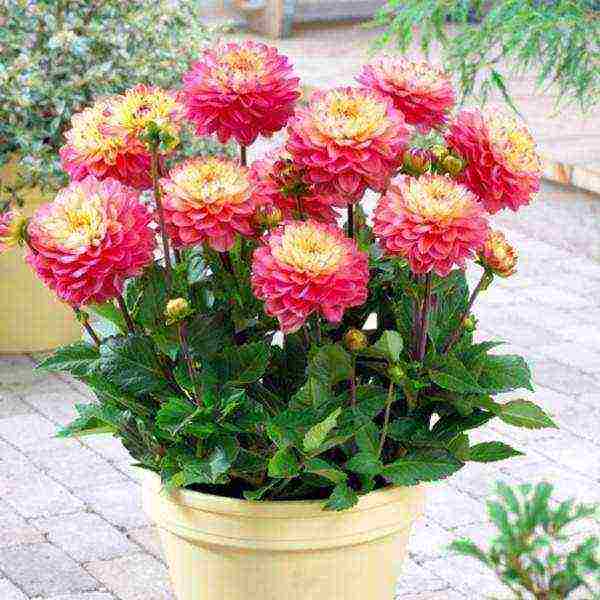 dahlias พันธุ์ที่ดีที่สุดสำหรับการตัด