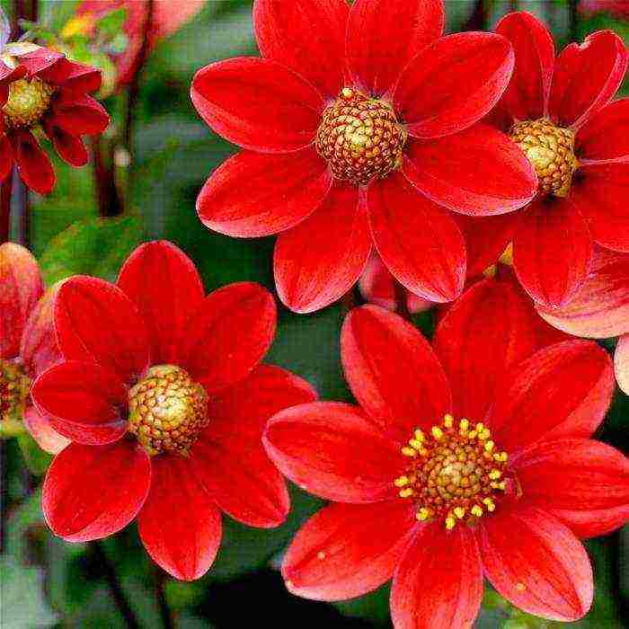 the best varieties of dahlias for cutting