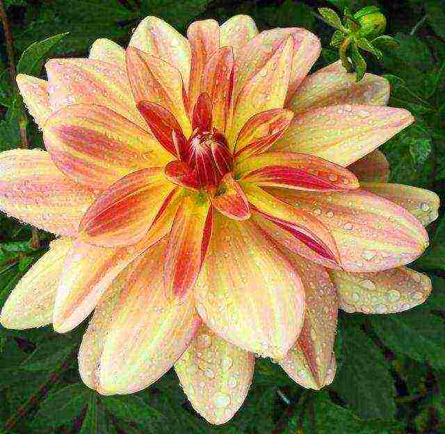 the best varieties of dahlias for cutting