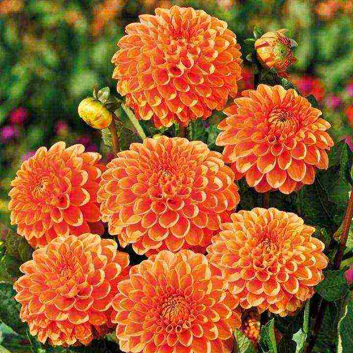 the best varieties of dahlias for cutting