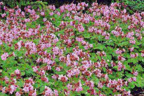 the best varieties of hybrid geraniums