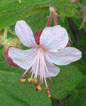 ang pinakamahusay na mga pagkakaiba-iba ng mga hybrid geraniums