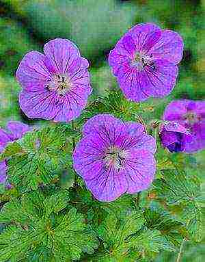 the best varieties of hybrid geraniums