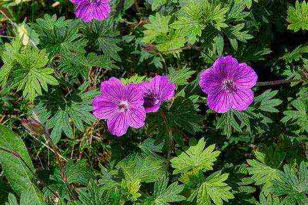 ang pinakamahusay na mga pagkakaiba-iba ng mga hybrid geraniums