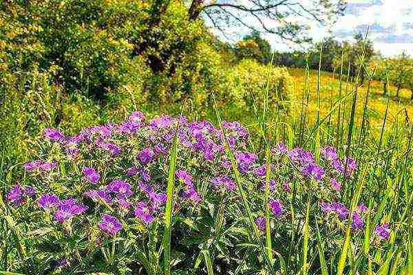 the best varieties of hybrid geraniums