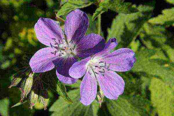 ang pinakamahusay na mga pagkakaiba-iba ng mga hybrid geraniums