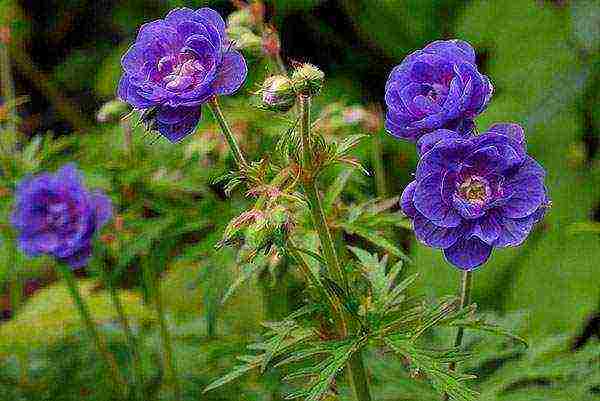 the best varieties of hybrid geraniums