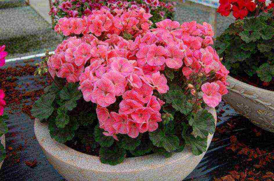 the best varieties of hybrid geraniums