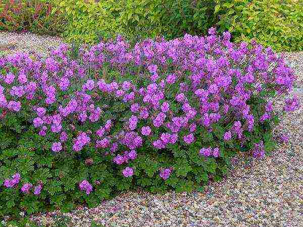 the best varieties of hybrid geraniums
