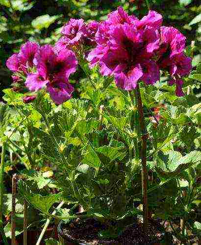 the best varieties of hybrid geraniums