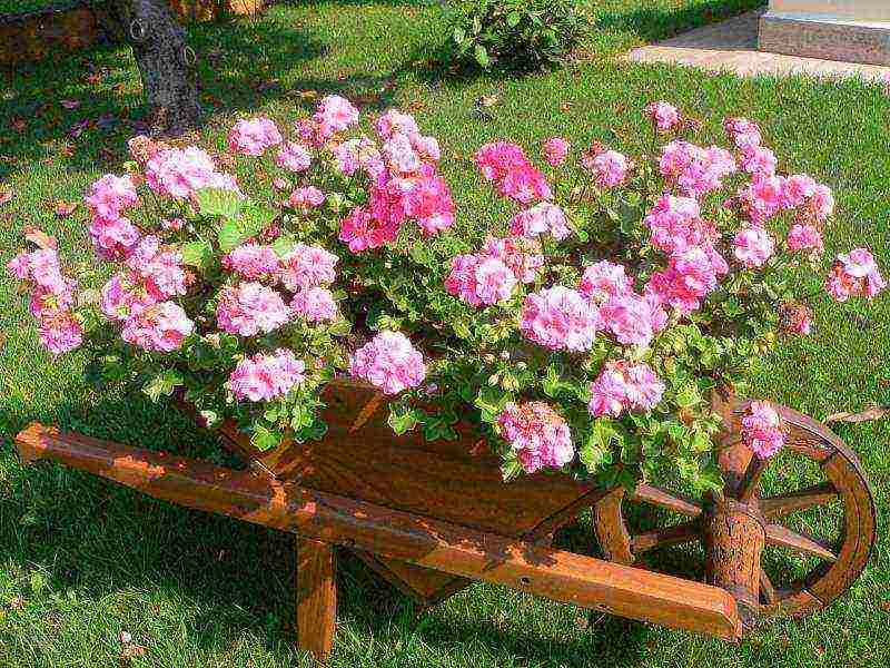the best varieties of hybrid geraniums