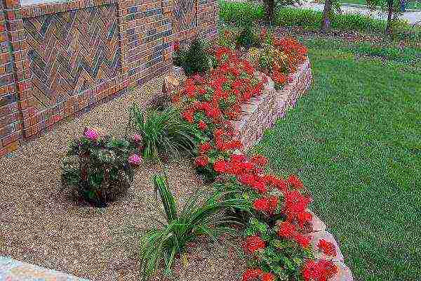 the best varieties of hybrid geraniums