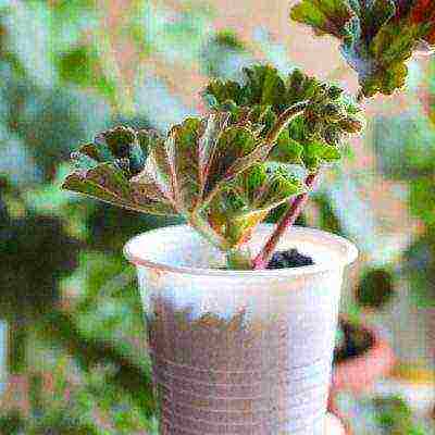 the best varieties of hybrid geraniums