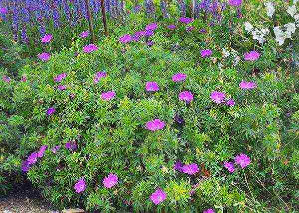 the best varieties of hybrid geraniums