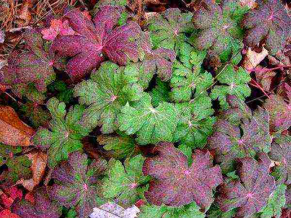 the best varieties of hybrid geraniums