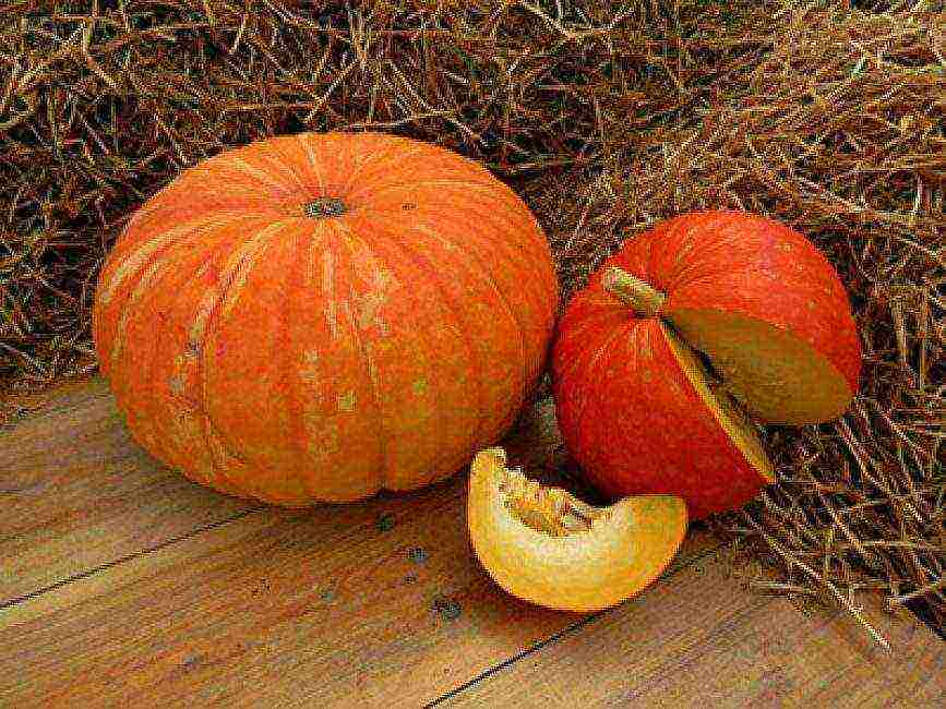 the best varieties of gymnospermous pumpkin