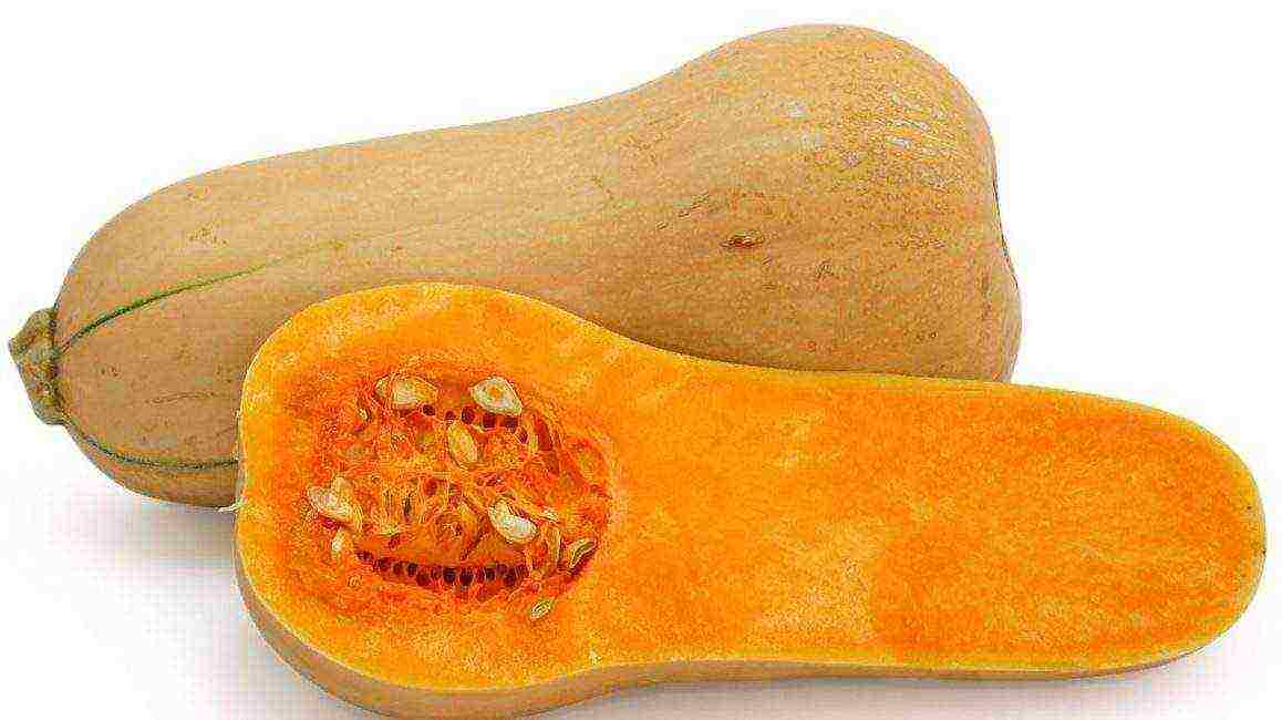 the best varieties of gymnospermous pumpkin