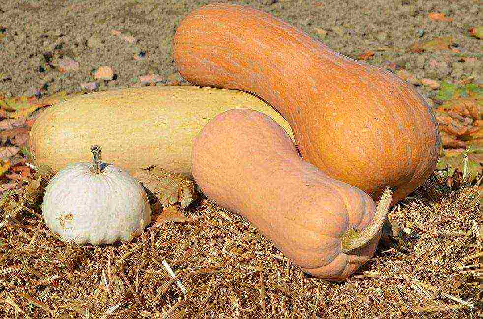 the best varieties of gymnospermous pumpkin