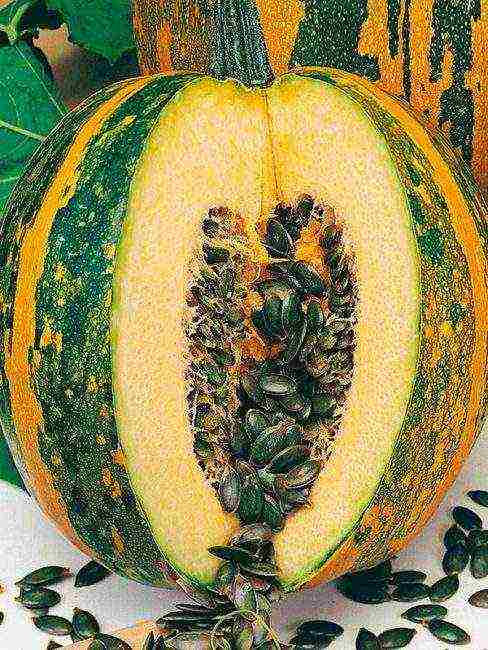 the best varieties of gymnospermous pumpkin