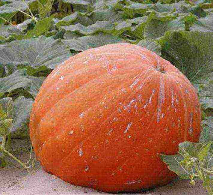 the best varieties of gymnospermous pumpkin