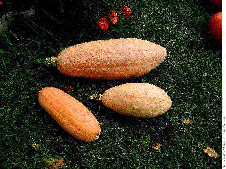 the best varieties of gymnospermous pumpkin