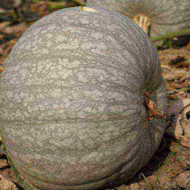 the best varieties of gymnospermous pumpkin