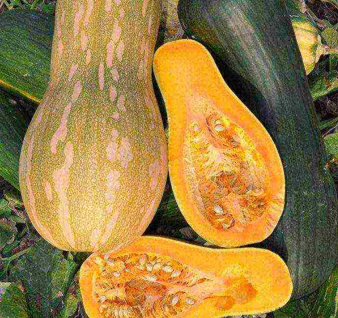 the best varieties of gymnospermous pumpkin