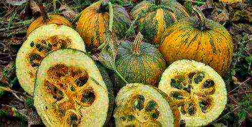 the best varieties of gymnospermous pumpkin