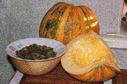 the best varieties of gymnospermous pumpkin