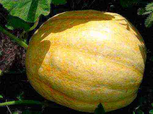 the best varieties of gymnospermous pumpkin