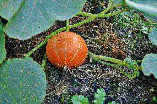 the best varieties of gymnospermous pumpkin