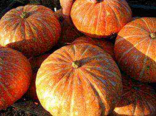 the best varieties of gymnospermous pumpkin