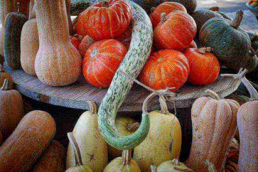 the best varieties of gymnospermous pumpkin