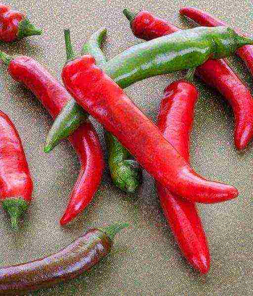 ang pinakamahusay na mga pagkakaiba-iba ng mainit na peppers