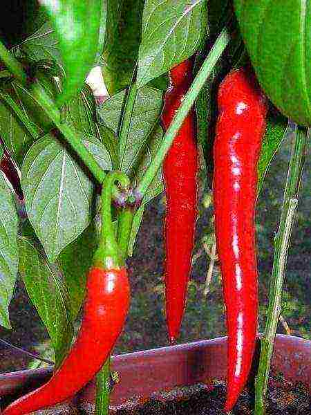 ang pinakamahusay na mga pagkakaiba-iba ng mainit na peppers