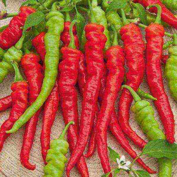 the best varieties of hot peppers