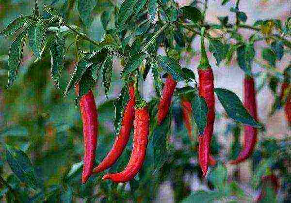 the best varieties of hot peppers